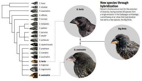 finch_hybrids_figure